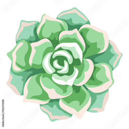 Illustration of succulent. Decorative home plant. Natural image.