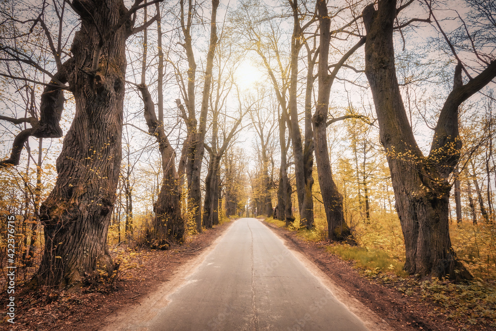 Autumn landscape in beautiful nature