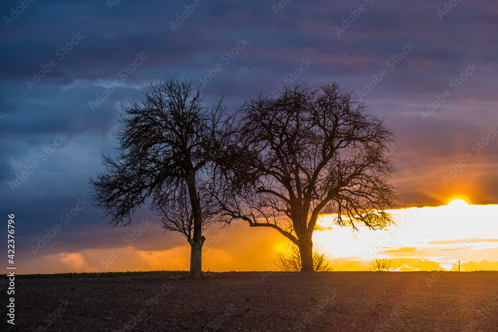Sonnenuntergang und Baum mit vielen Misteln