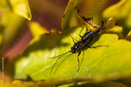 Evania Appendigaster.  photo