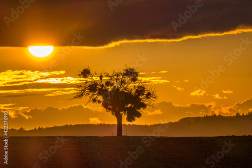 Sonnenuntergang und Baum mit vielen Misteln