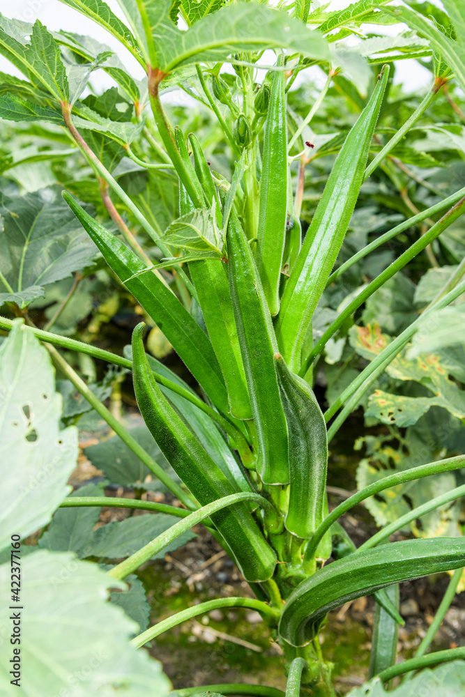 Obraz premium The okra fruit is in the fruiting stage, in the farmland of Pingtung, Taiwan.