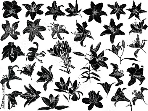 black lily flowers thirty two silhouettes isolated on white