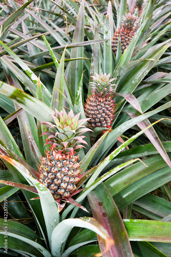 Pineapple soon to be harvest in the field, tropical fruit of Taiwan. Pineapple soon to be harvest in the field, tropical fruit of Taiwan.