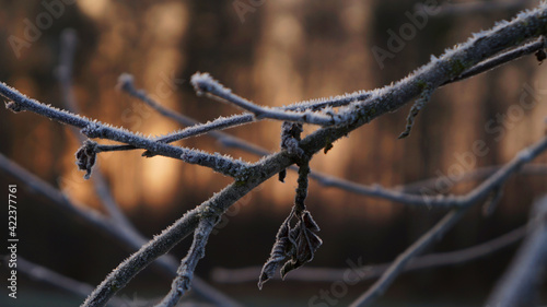 Frost on the branches of a tree.