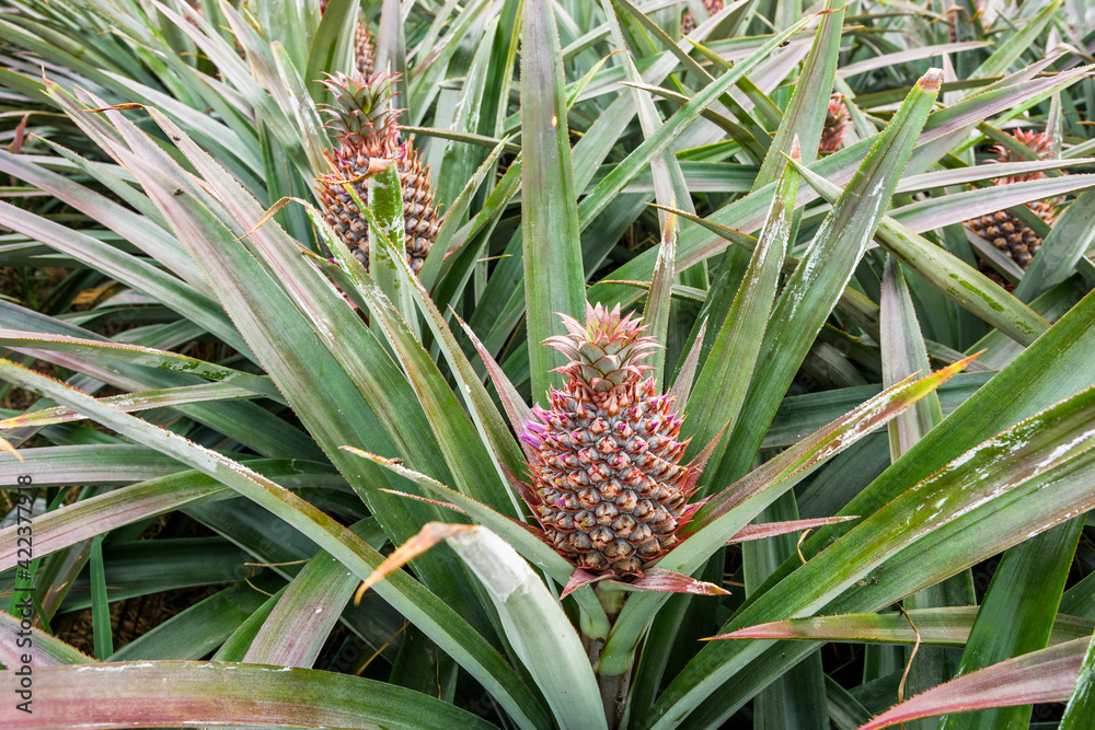 ripe pineapple growing in the orchard in Pingtung, Taiwan ripe pineapple growing in the orchard in Pingtung, Taiwan