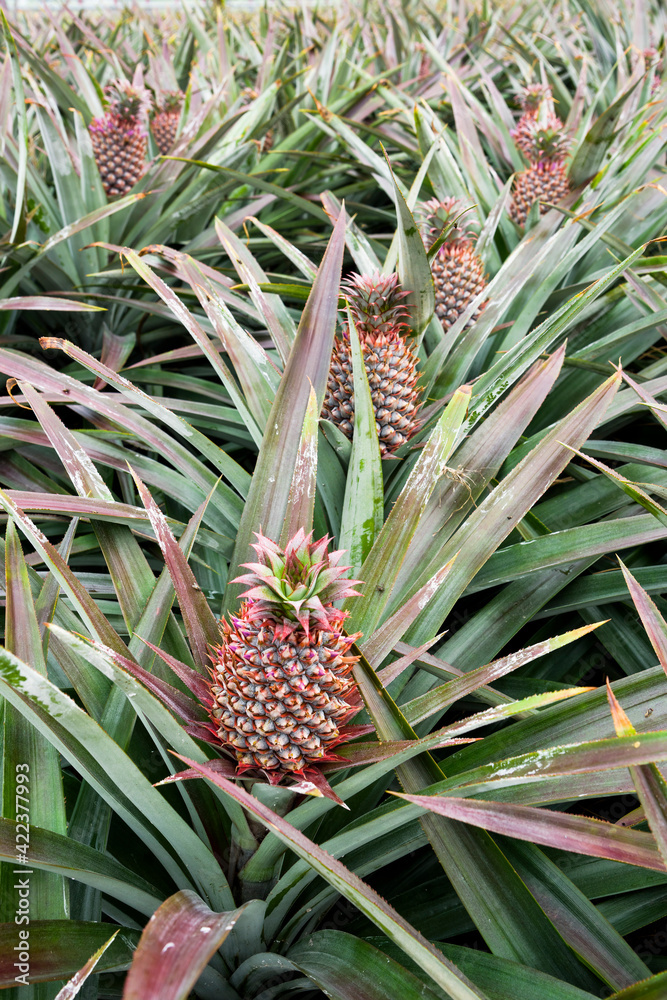Pineapple fruits are soon to be harvested on farmland in Taiwan. Pineapple fruits are soon to be harvested on farmland in Taiwan.