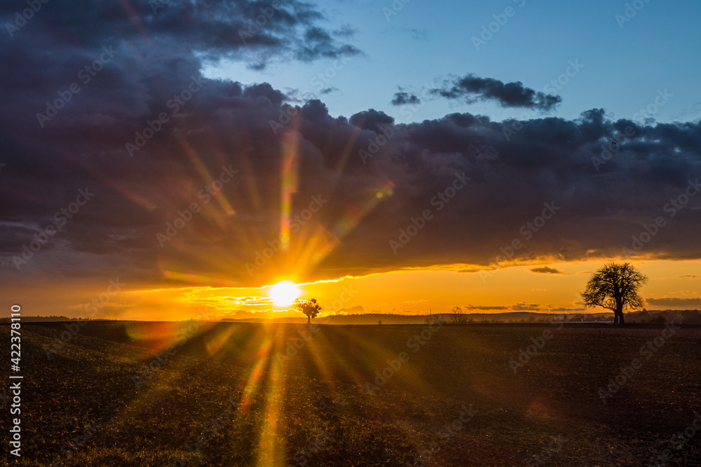 Sonnenuntergang und Baum mit vielen Misteln Sonnenuntergang und Baum mit vielen Misteln