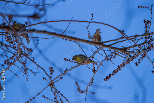 Pajarito. 