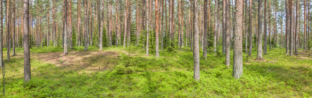 Naklejka premium blueberry bushes in pine forest panorama
