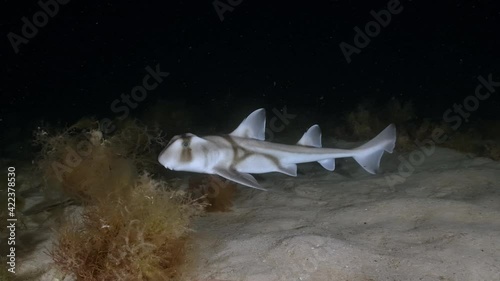 Wallpaper Mural Port Jackson Shark swimming at night in slow motion 4k Heterodontus portusjacksoni Torontodigital.ca