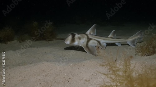Wallpaper Mural Port Jackson Shark swimming at night in slow motion 4k Heterodontus portusjacksoni Torontodigital.ca