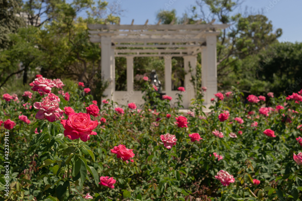 Fototapeta premium Rose Garden in Palermo Park, Buenos Aires, Argentina.