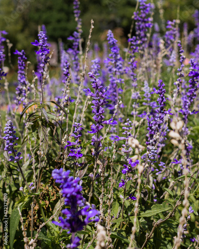 Lavender flowers  close-up  selective focus