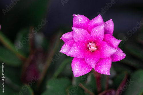Beautiful Kalanchoe background with dew drops on the petals. Adorable pink flower close-up macro photography