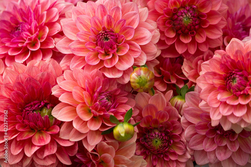 Beautiful  fresh  colorful dahlias for sale at a local farmers market in Seattle 