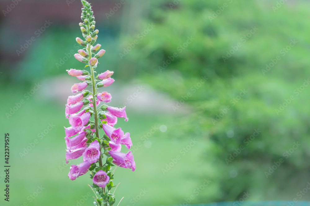 flowers in the garden