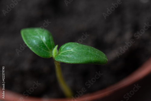 Seedling. Young sprout in a pot close up