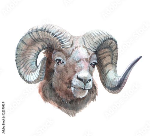 Watercolor single ram animal isolated on a white background illustration.
 photo