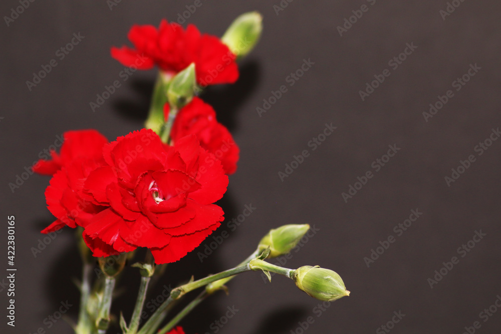 A bouquet of red carnations close-up on a black background. Author's bouquet of carnations on a black background. A bouquet of red carnations close-up on a black background. Author's bouquet of carnations on a black background.