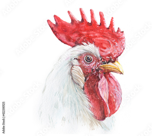 Watercolor rooster chicken cock animal illustration isolated on white background
