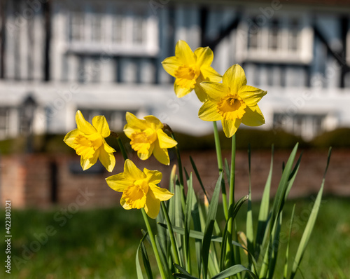 In the foreground, daffodils catch the sun in spring. Photographed at the top of the High Street, Pinner, Middlesex, with a historic Tudor half timbered house out of the focus in the background. photo