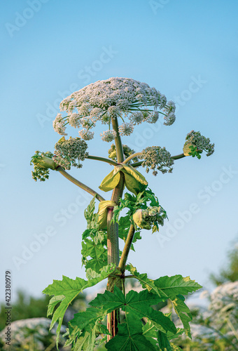 Poisonous plant. Closeup of a white blooming Giant Hogweed or Heracleum plant and its seed heads. Giant blooming hogweed, dangerous to humans