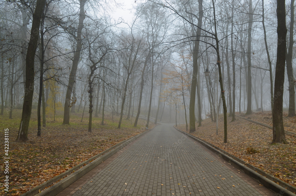 Thick fog in the park.