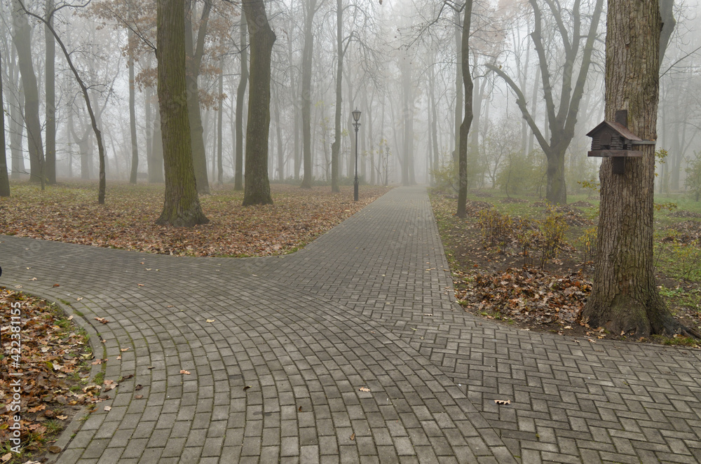 Thick fog in the park.