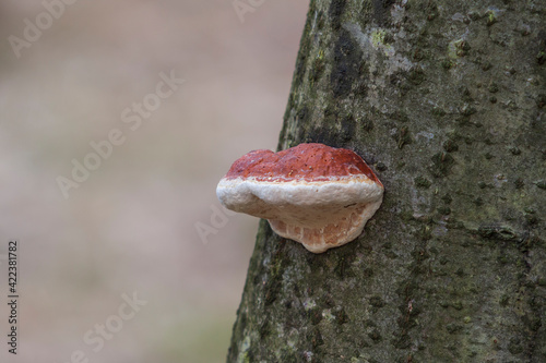 Fungus which in the forest grows on a tree photo