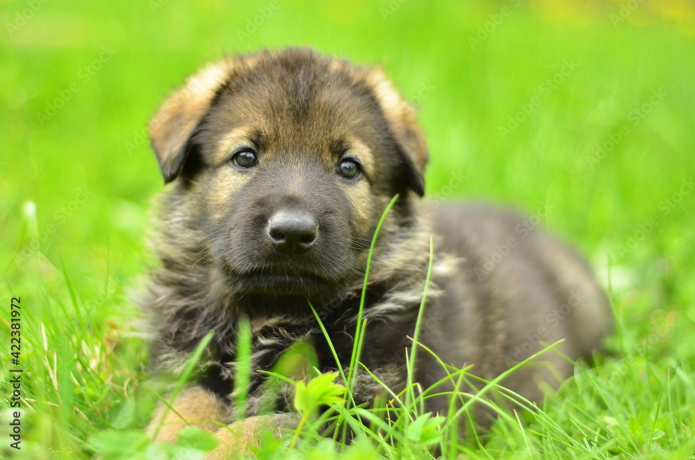 German Shepherd puppy lying in the green grass German Shepherd puppy lying in the green grass