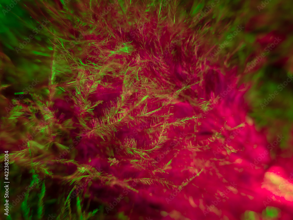 Pink feathers, abstract photo Pink feathers, abstract photo