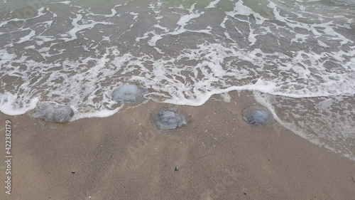 Three jellyfish on the sand are thrown ashore by sea waves. Stormy weather. Stormy sea. Foamy water on sandy shore.