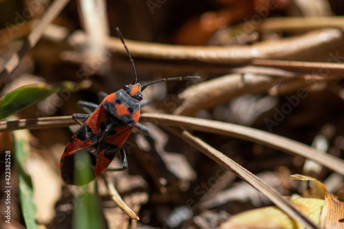 Chinche de campo. Zapatero. 
