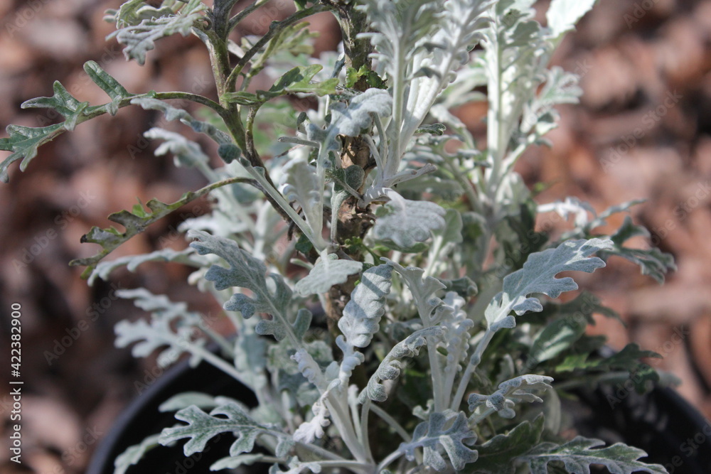 Annual flowers starting to bloom in mid March 2021 Annual flowers starting to bloom in mid March 2021