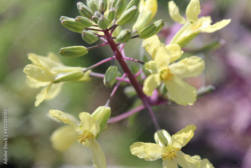 Annual flowers starting to bloom in mid March 2021 Annual flowers starting to bloom in mid March 2021