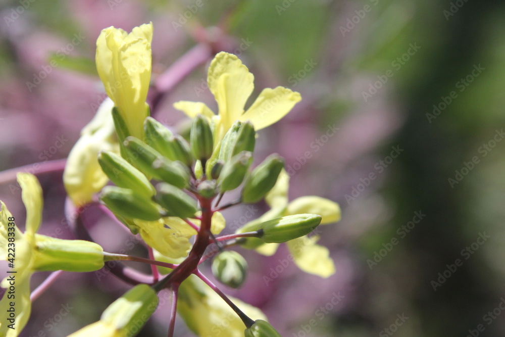 Annual flowers starting to bloom in mid March 2021 Annual flowers starting to bloom in mid March 2021