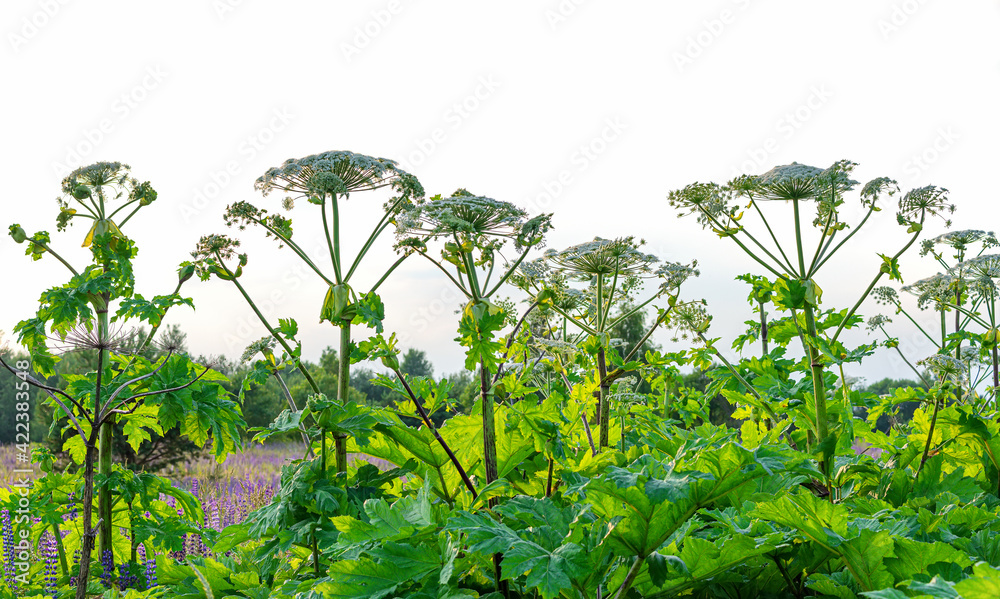 Obraz premium Field of a giant flowering hogweed, dangerous to humans. Poisonous plant