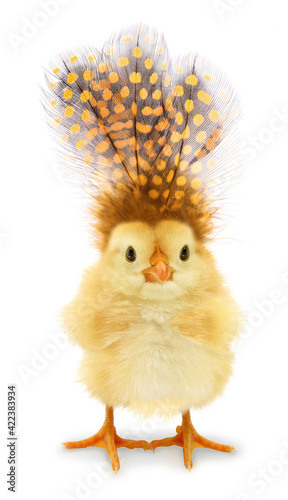 Cute chick with strange feathers on top of head funny conceptual photo