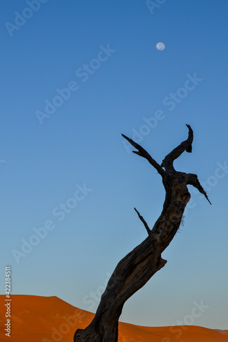 Dead tree in the desert of namibia