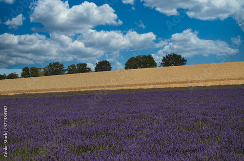 Lavender Fields from the UK Countryside in Hertfordshire © tony
