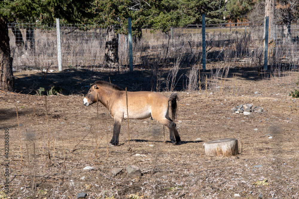 A przewalski's horse in a field A przewalski's horse in a field