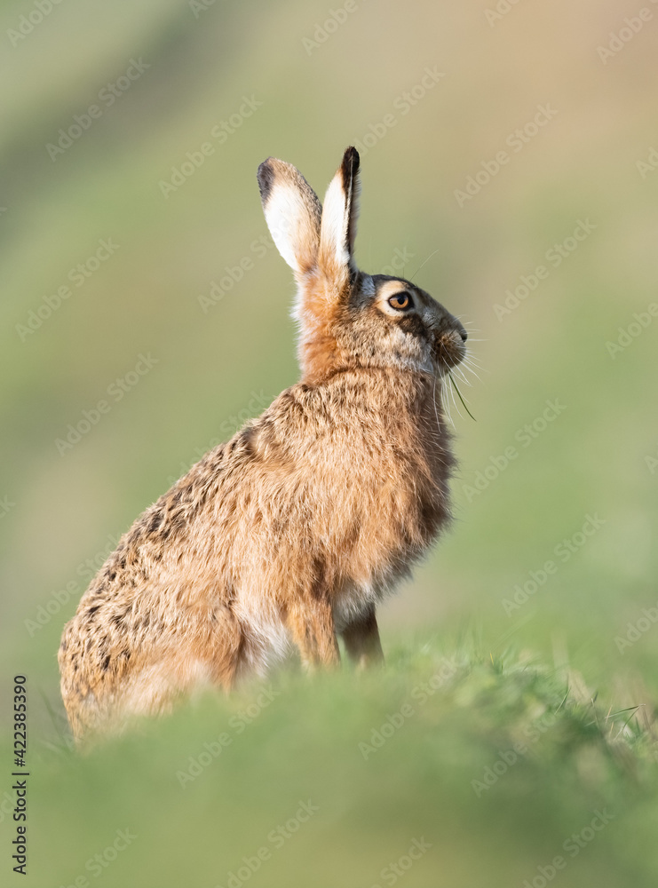 Fototapeta premium European Brown Hare portrait 