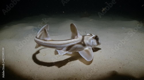 Port Jackson Shark swimming at night in slow motion 4k Heterodontus portusjacksoni photo
