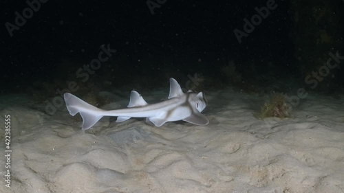 Wallpaper Mural Port Jackson Shark swimming at night in slow motion 4k Heterodontus portusjacksoni Torontodigital.ca
