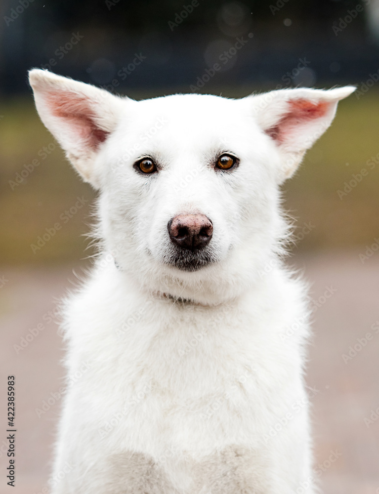 portrait of a white mongrel dog in the park