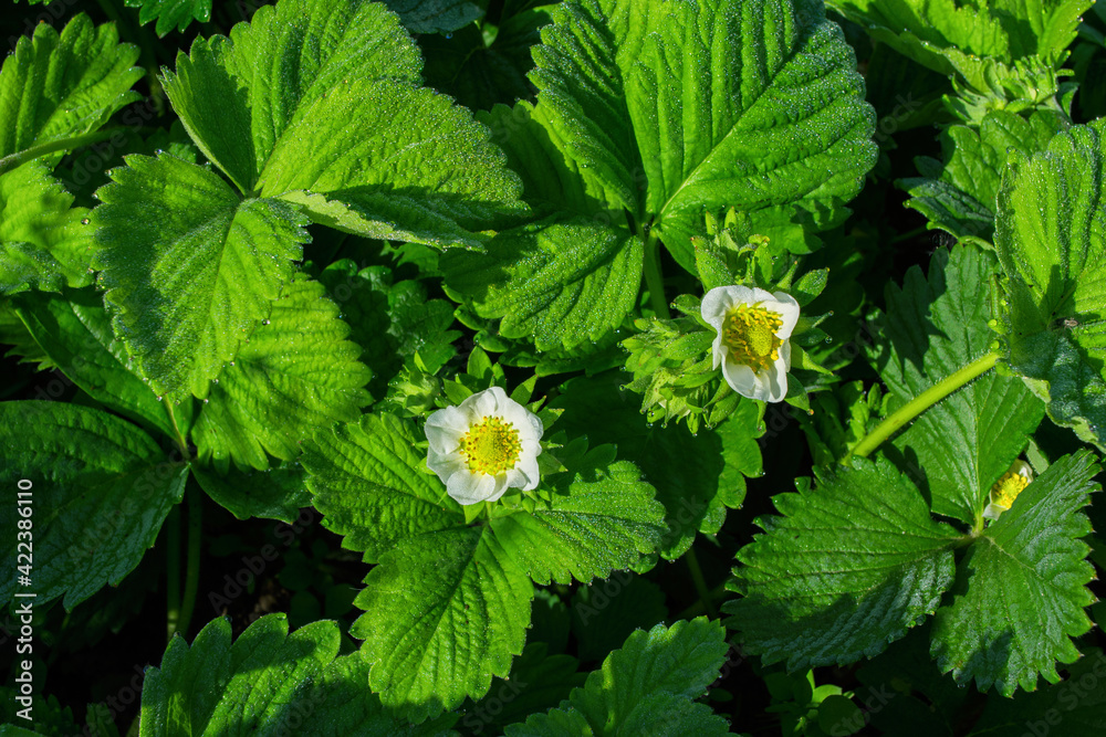 Blooming strawberry bush (Latin: Fragaria) in the morning dew, close-up. Flowering of strawberry bushes in the garden. Blooming strawberry bush (Latin: Fragaria) in the morning dew, close-up. Flowering of strawberry bushes in the garden.