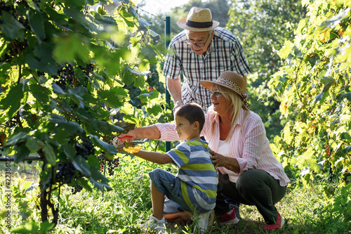 Fotografie Grandparents and their grandson collecting grapes from the vineyard