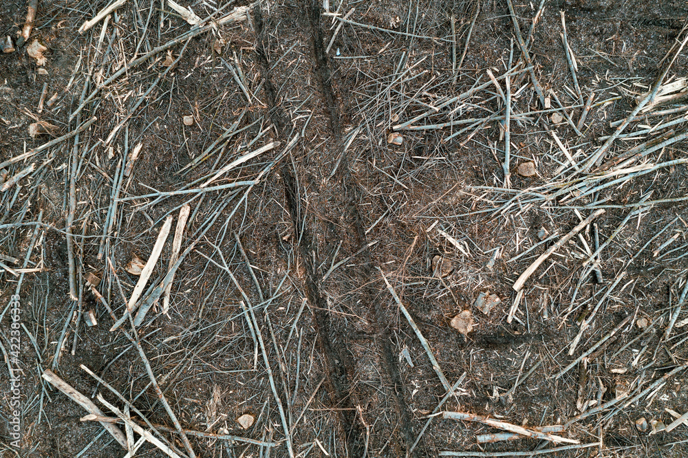 Aerial view of deforestation scenery, tree logs and stumps on the ground from drone pov Aerial view of deforestation scenery, tree logs and stumps on the ground from drone pov