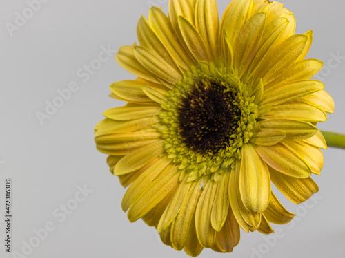 gerbera close-up  beautiful blooming yellow flower on a white background  blank for a postcard  copy space